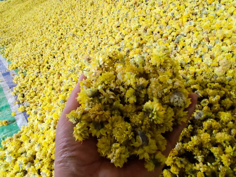野葱花黄葱花