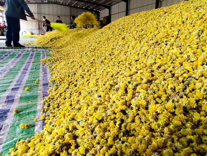野葱花黄葱花