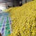 野葱花黄葱花