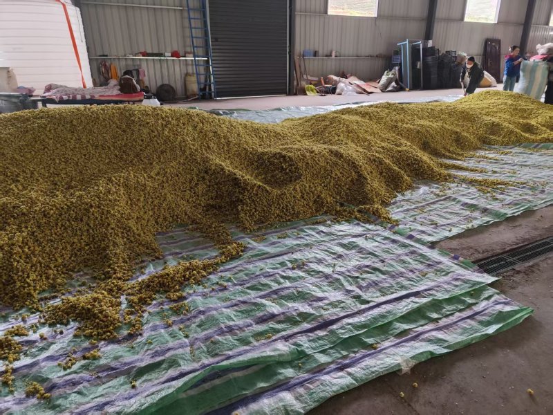 野葱花黄葱花
