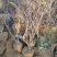 黄杜鹃，映山黄，黄杜鹃绿化苗，黄杜鹃花海苗，映山黄籽播苗