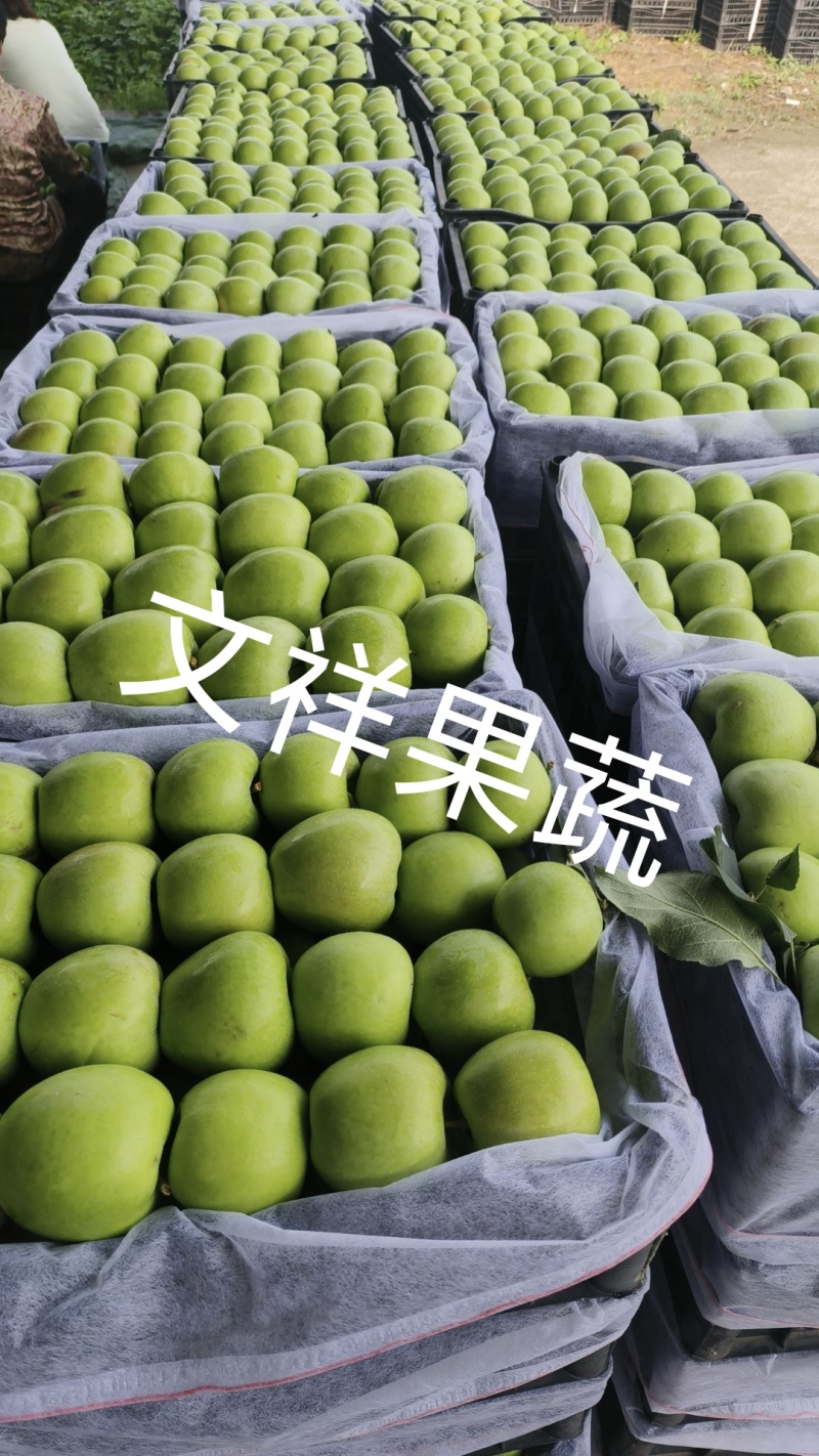 电商直采新鲜红色鲁丽苹果、口感脆甜多汁《支持全国发》