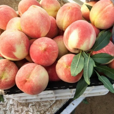 遵化毛桃大量上市