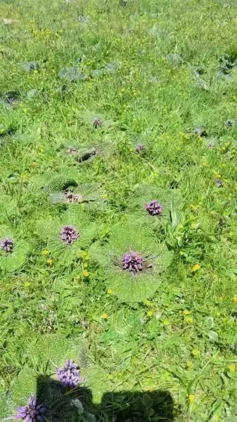 野生药材独一味干货