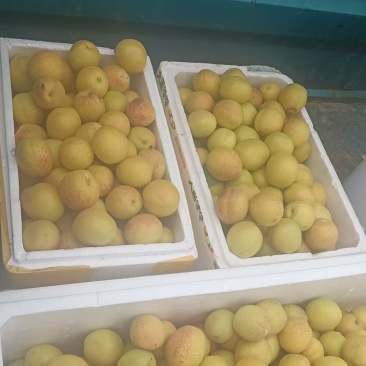 荷兰香蜜杏***********