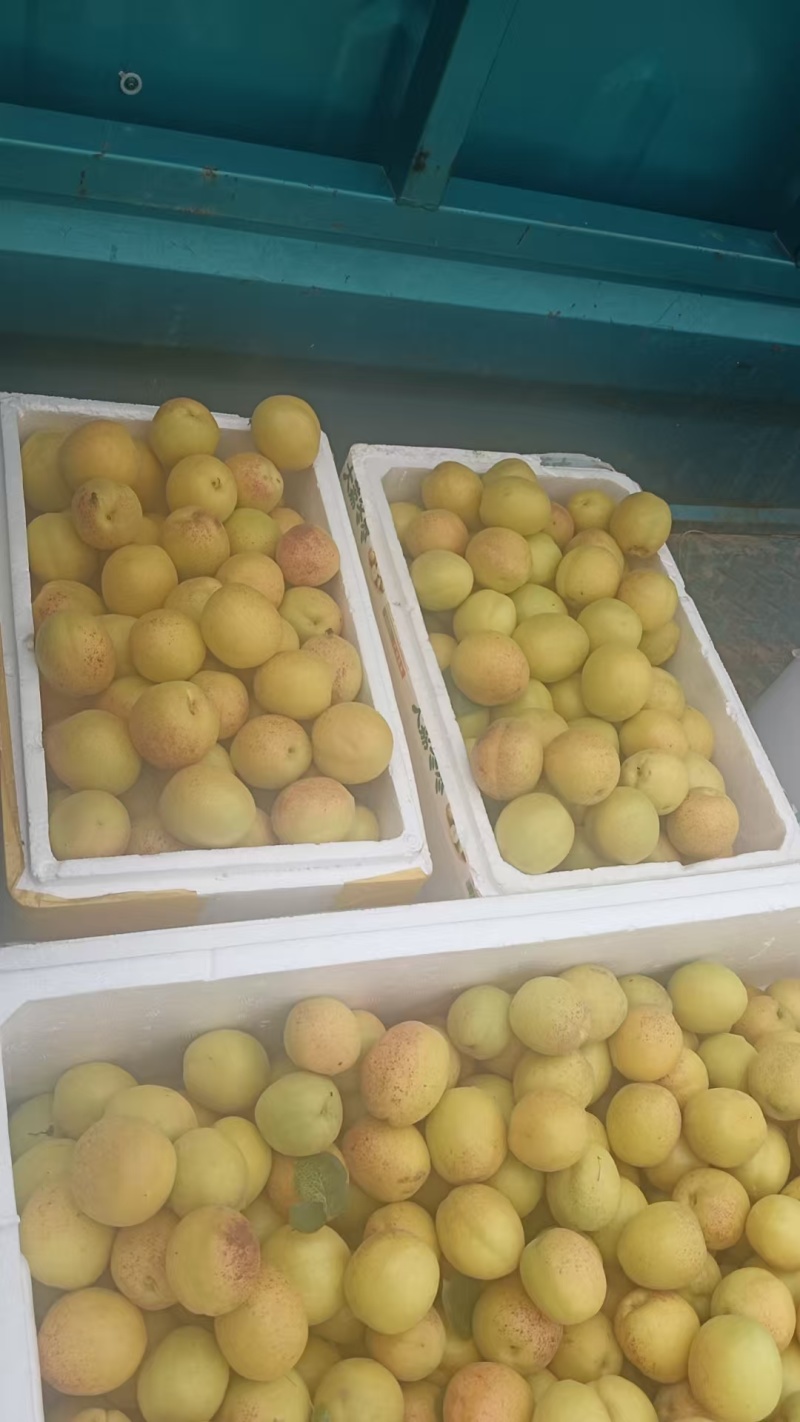荷兰香蜜杏***********