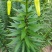 甜百合红花白花