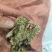 野生药材独一味干货