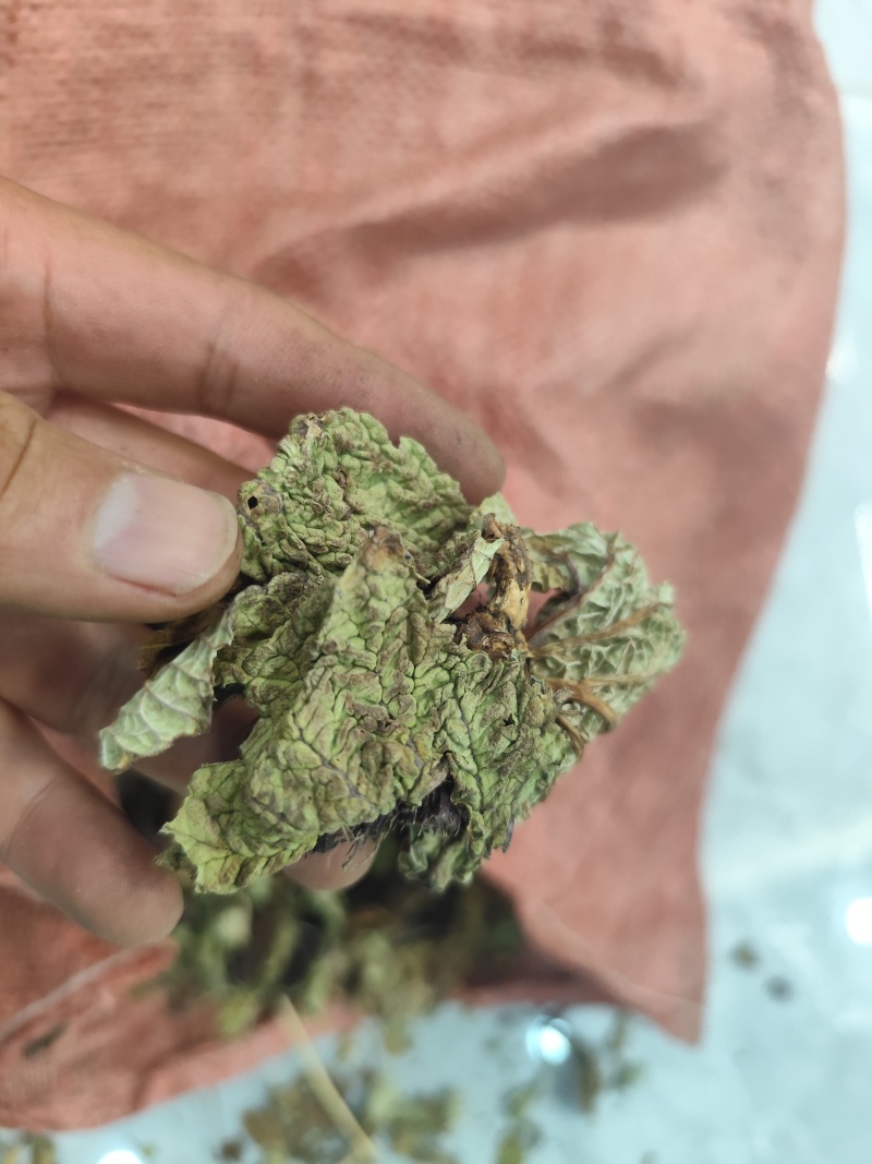 野生药材独一味干货