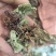 野生药材独一味干货