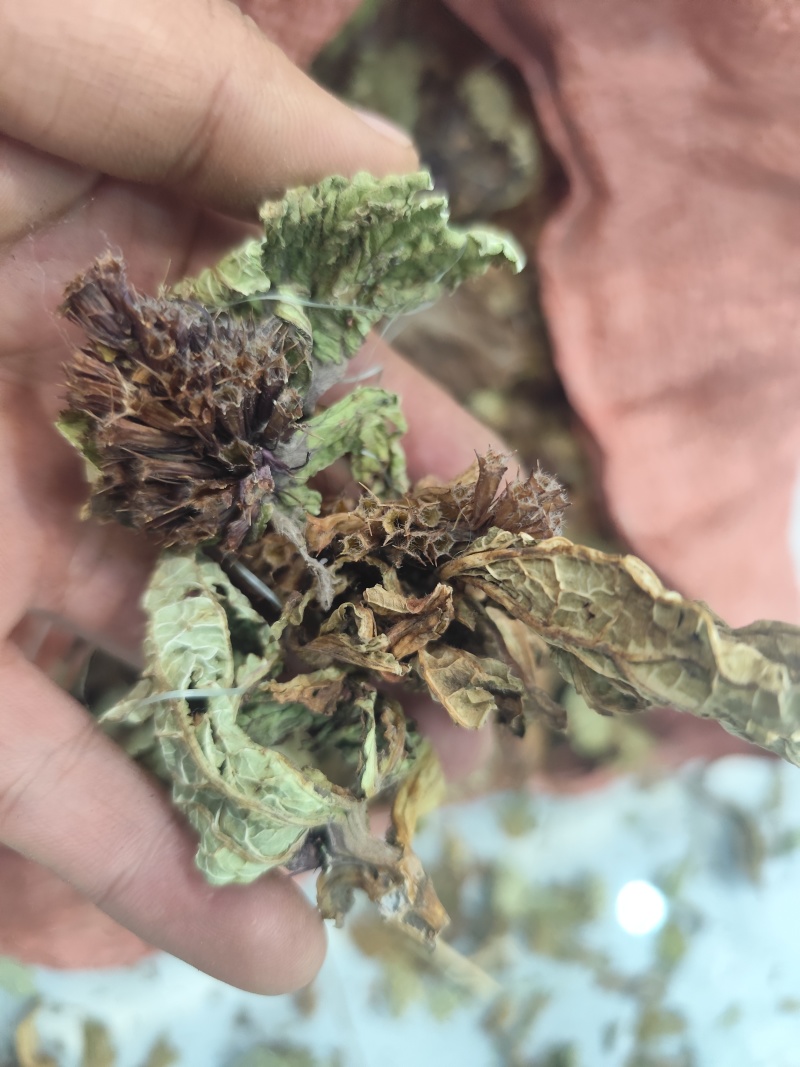 野生药材独一味干货