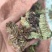 野生药材独一味干货