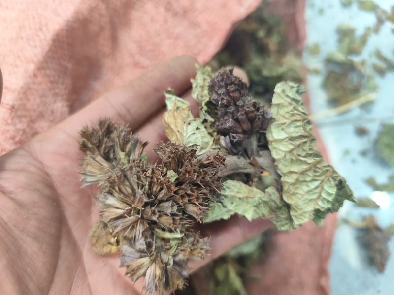 野生药材独一味干货