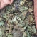 野生药材独一味干货