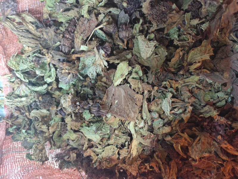 野生药材独一味干货