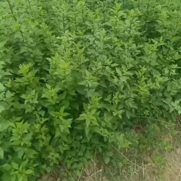 药用连翘苗科研5号