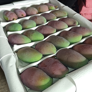 广西百色贵妃芒