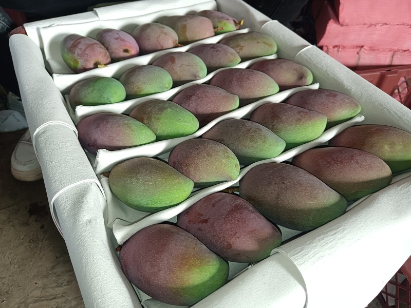 广西百色贵妃芒