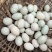 正宗新鲜生鸭蛋散养农家青壳土鸭蛋现捡现发