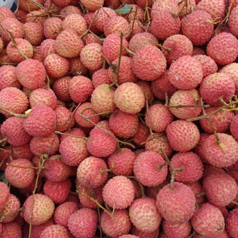 灵山桂味