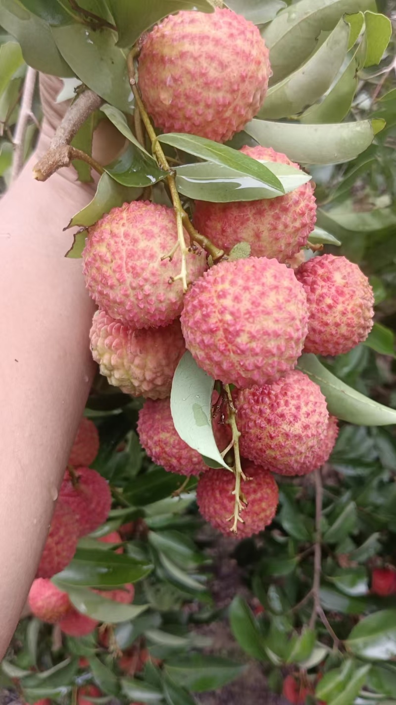 灵山桂味