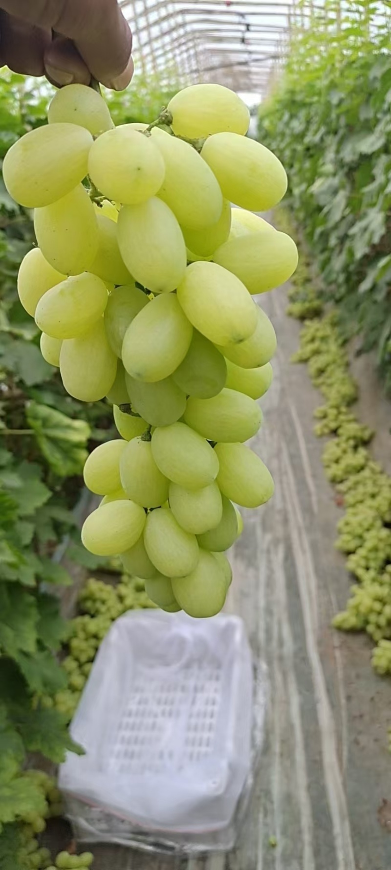 葡萄代办，大量葡萄上市