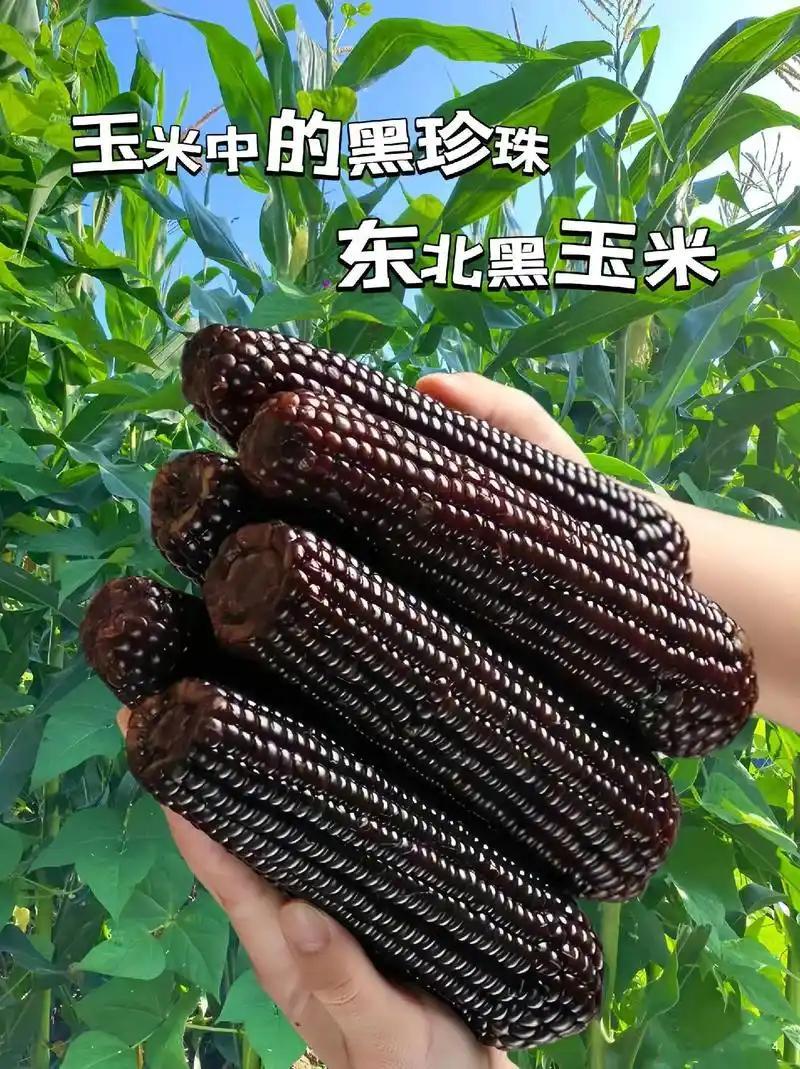 黑糯玉米