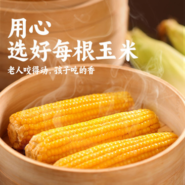 东北有机黄糯9号262非转基因代发贴牌工厂货真空包装