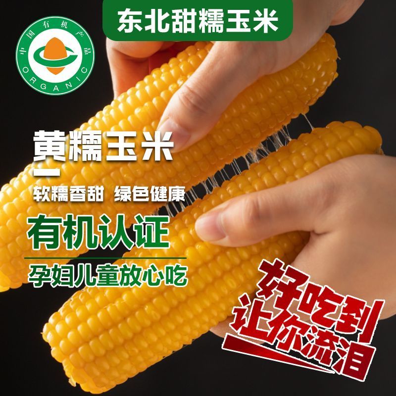 东北有机黄糯9号262非转基因代发贴牌工厂货真空包装