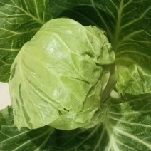 甘蓝