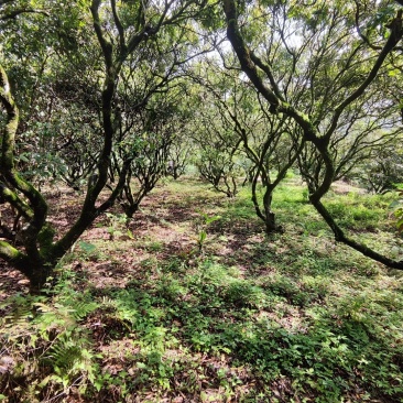 糯米糍荔枝、桂味荔枝
