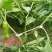 果穗钩西红柿葡萄番茄辣椒吊钩果穗钩塑料吊穗钩挂果钩吊蔓