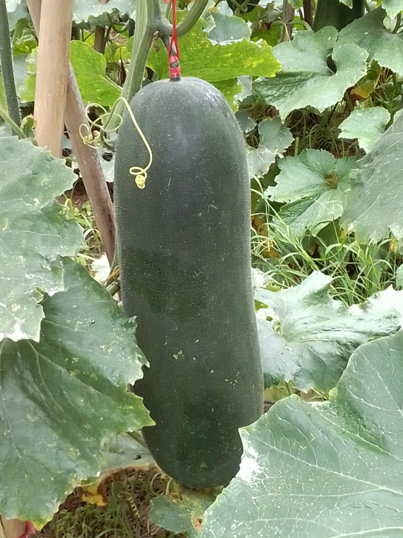 黑皮东瓜