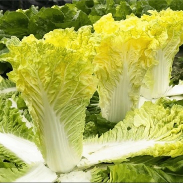 北辰金帅直筒大白菜种子酸菜王种高产抗病秋播四季蔬菜种子