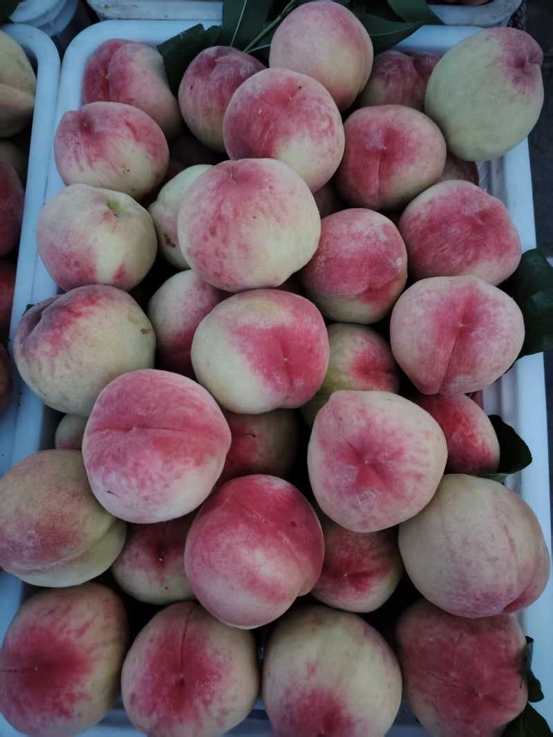 红不软毛桃