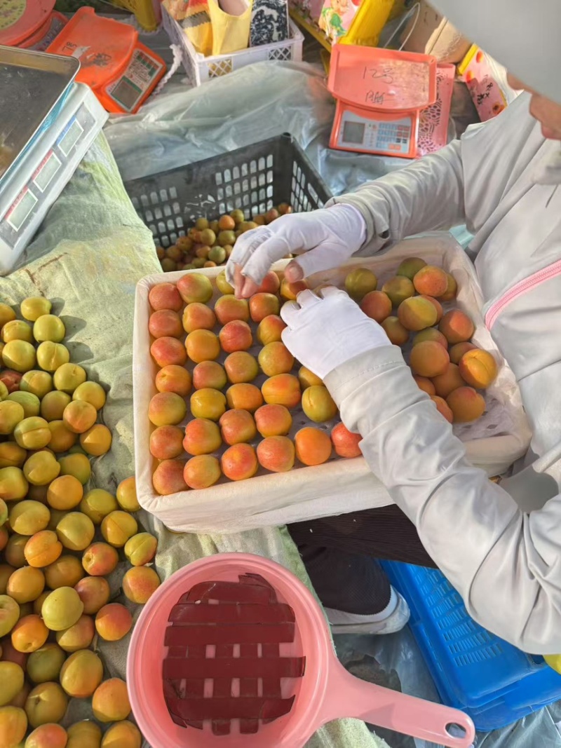 对接全国商超市场欢迎洽谈合作共赢新疆伊犁