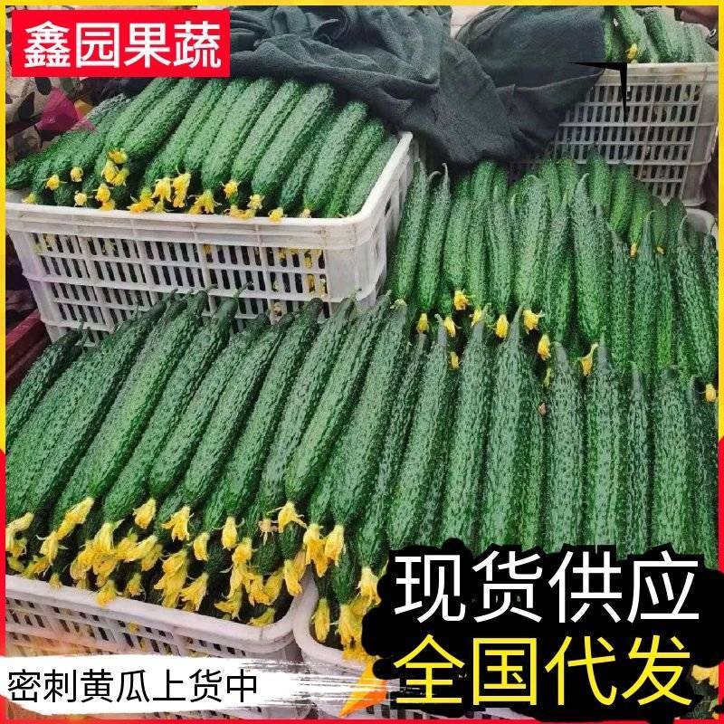 密刺黄瓜&山东黄瓜/产地货源充足/可以提供一条龙服务
