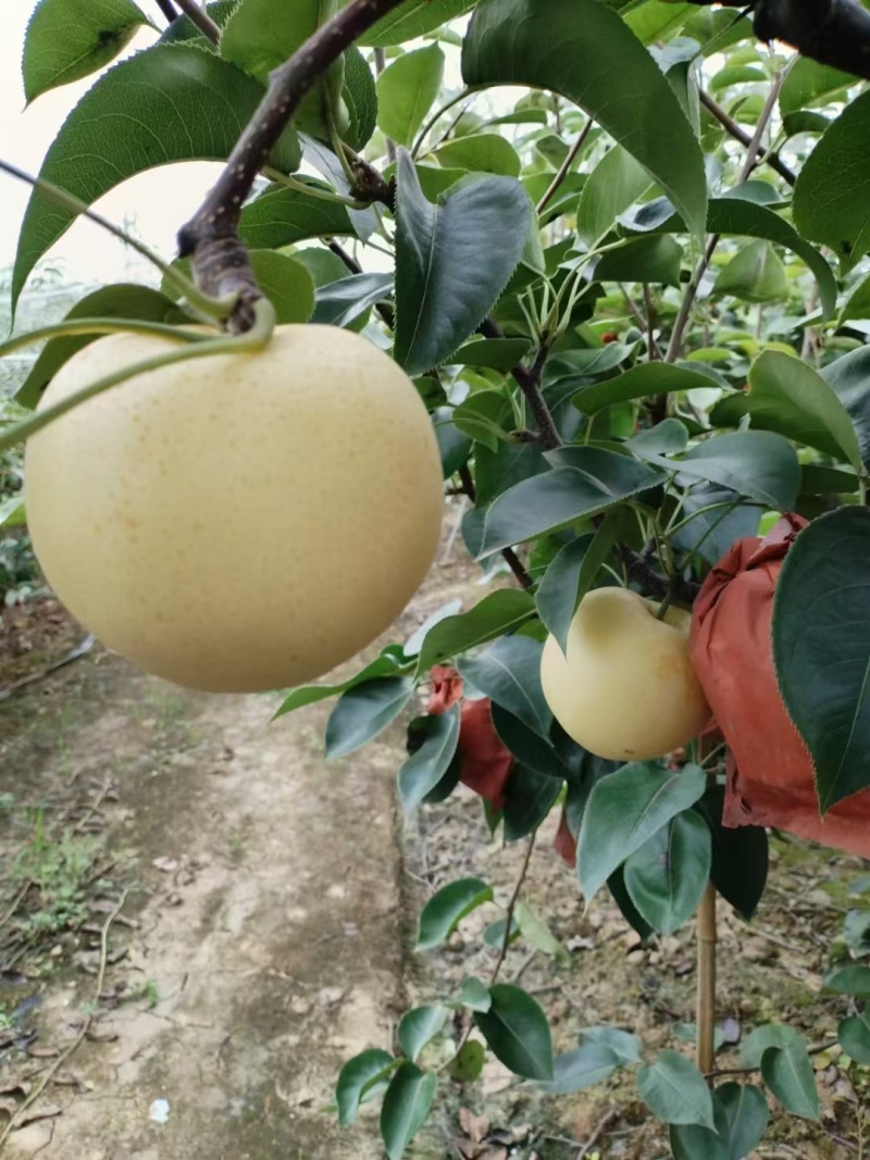 黄金梨