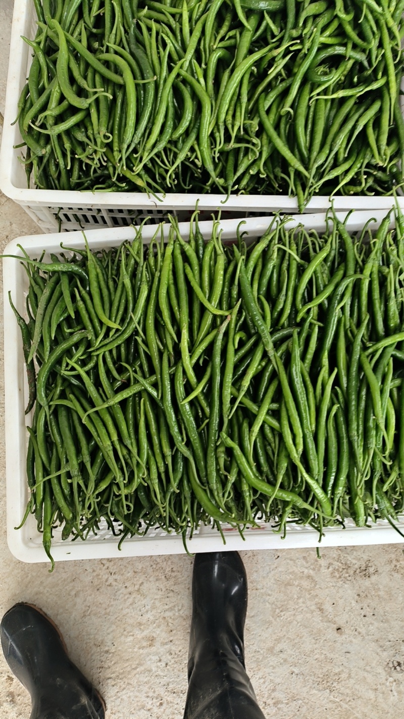 二荆条大量出货10000起售价格美丽