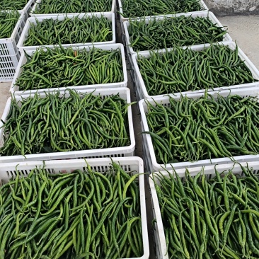 二荆条大量出货10000起售价格美丽