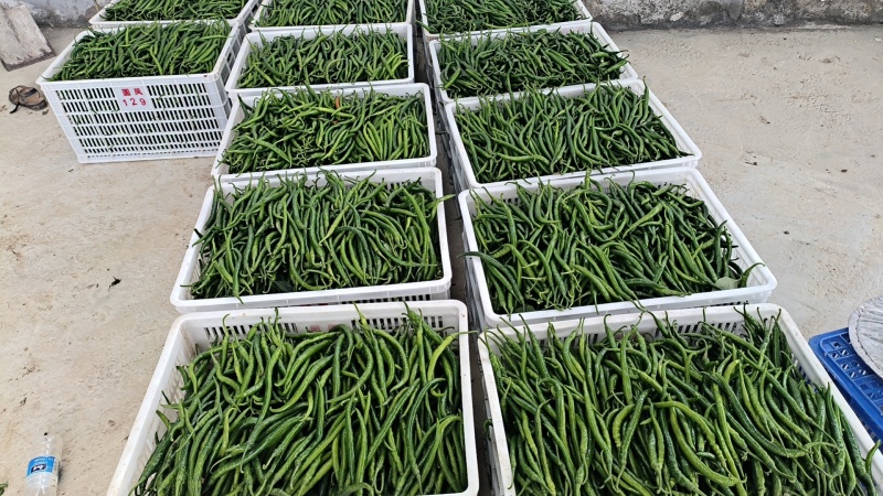 二荆条大量出货10000起售价格美丽