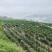 二荆条大量出货10000起售价格美丽