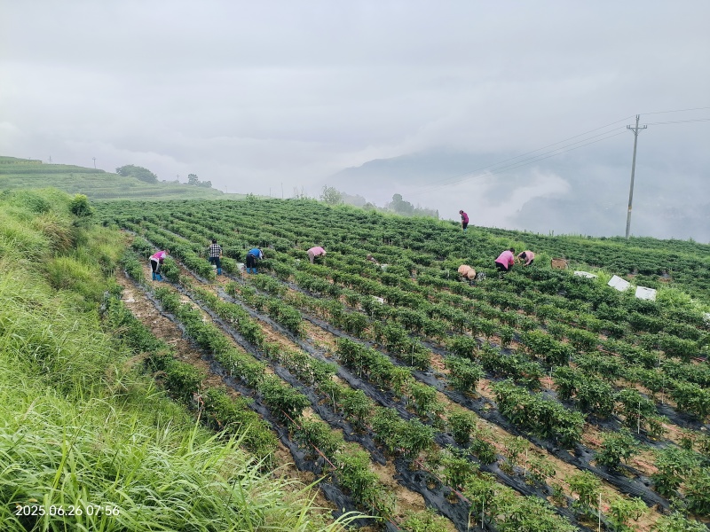 二荆条大量出货10000起售价格美丽