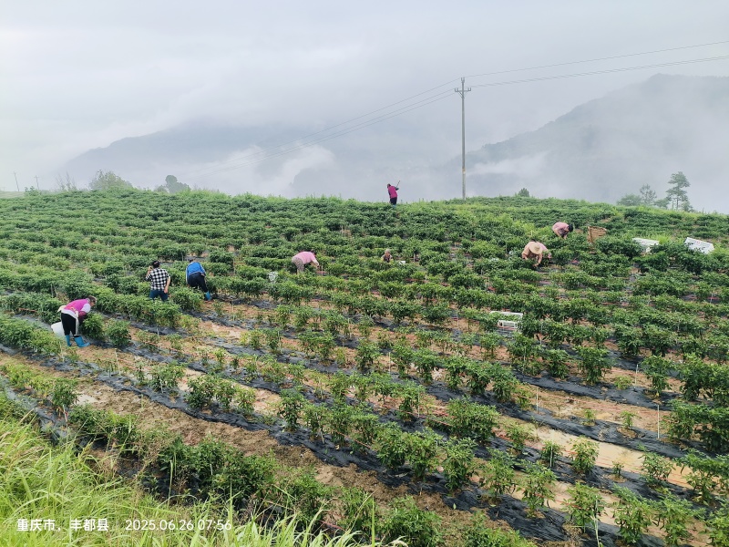 二荆条大量出货10000起售价格美丽