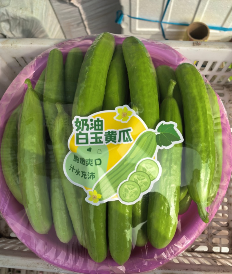 奶油黄瓜产地直发