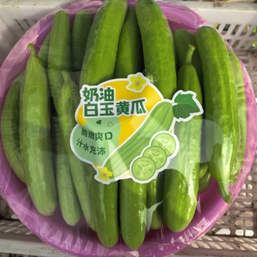 奶油黄瓜产地直发