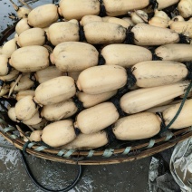 湖北莲藕粉糯香甜，皮薄肉厚，条形好，适应各个市场。