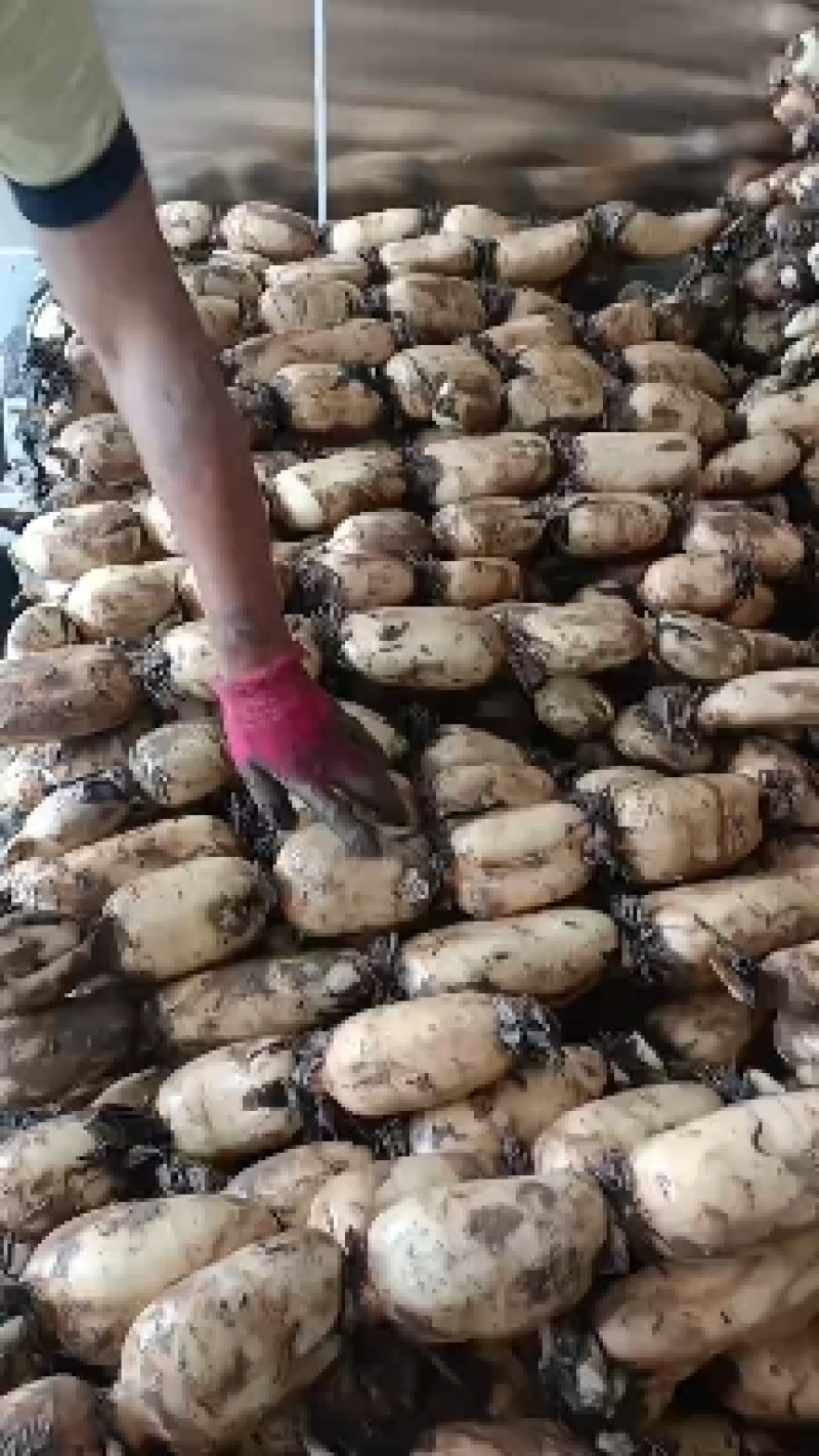 湖北莲藕粉糯香甜，皮薄肉厚，条形好，适应各个市场。