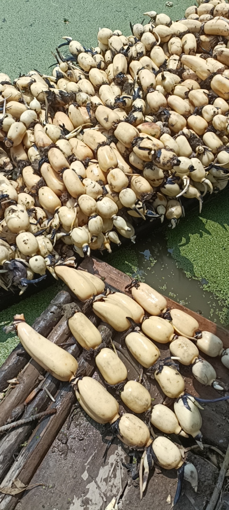 湖北莲藕粉糯香甜，皮薄肉厚，条形好，适应各个市场。