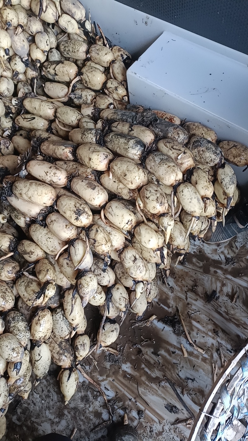 湖北莲藕粉糯香甜，皮薄肉厚，条形好，适应各个市场。